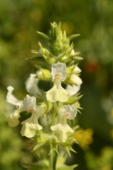Stachys annua