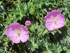 Geranium subargenteum