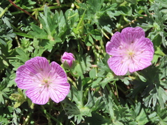 Geranium subargenteum