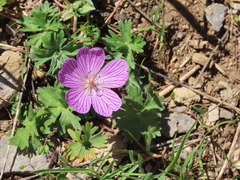 Geranium subargenteum