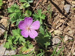 Geranium subargenteum
