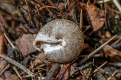 Oestophorella buvinieri