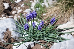 Muscari heldreichii