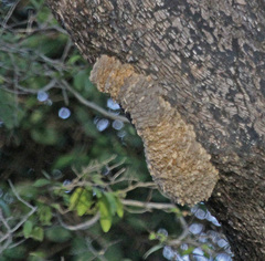 Lesser Striped Swallow photo 6