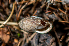 Oestophorella buvinieri