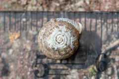 Oestophorella buvinieri