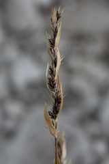 Askidiosperma nitidum