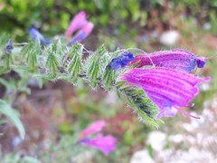 Echium tuberculatum