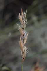 Askidiosperma nitidum