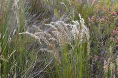 Askidiosperma nitidum