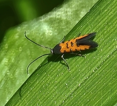 Neoheliodines nyctaginella