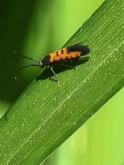 Neoheliodines nyctaginella