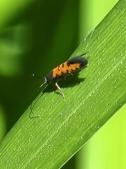 Neoheliodines nyctaginella