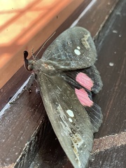Tetrisia florigera