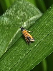 Neoheliodines nyctaginella