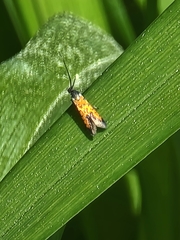 Neoheliodines nyctaginella