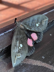 Tetrisia florigera
