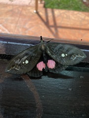 Tetrisia florigera
