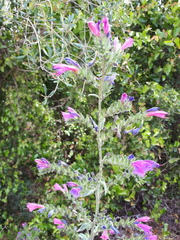 Echium tuberculatum