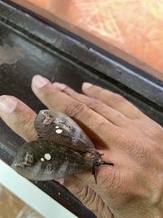 Tetrisia florigera