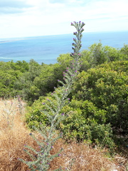 Echium tuberculatum