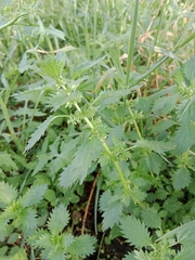 Urtica urens