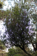 Dracophyllum sinclairii