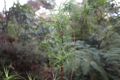 Dracophyllum sinclairii