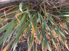 Pancratium maritimum