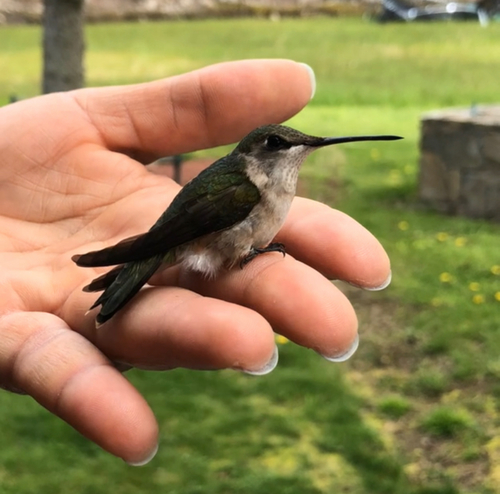 Ruby-throated Hummingbird photographed in Rhode Island