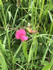 Lathyrus nissolia