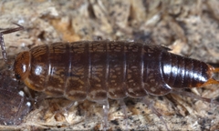 Chaetophiloscia hastata