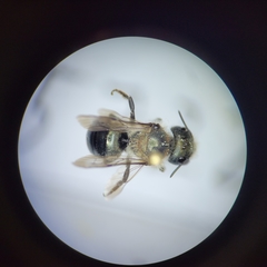 Osmia virga