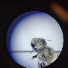 Osmia virga