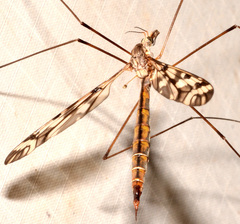 Tipula trivittata
