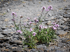 Erysimum linifolium