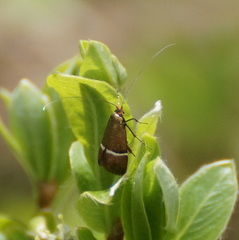 Adela albicinctella
