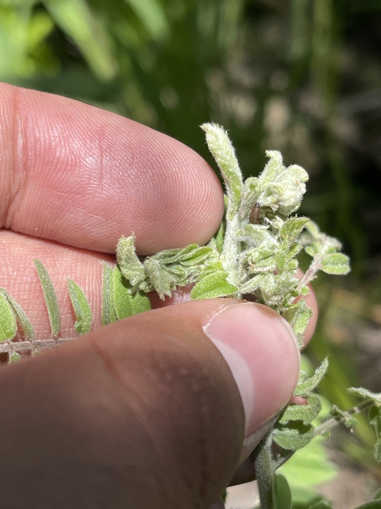 Anacampsis psoraliella