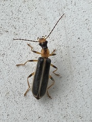 Podabrus brunnicollis