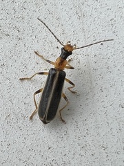 Podabrus brunnicollis