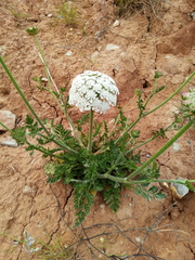 Daucus carota gummifer