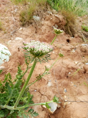 Daucus carota gummifer