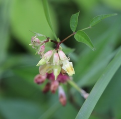 Vicia oroboides