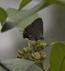 Satyrium liparops