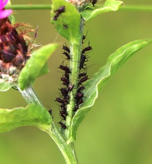 Uroleucon jaceae
