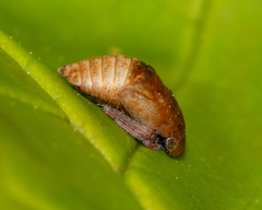 Penthimia americana