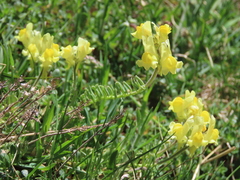 Linaria supina supina