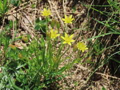 Gagea soleirolii
