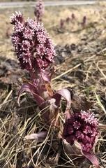 Petasites hybridus
