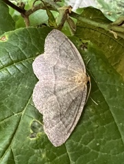 Lambdina pellucidaria